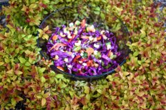 Vegan-Vegetarian-Catering-165